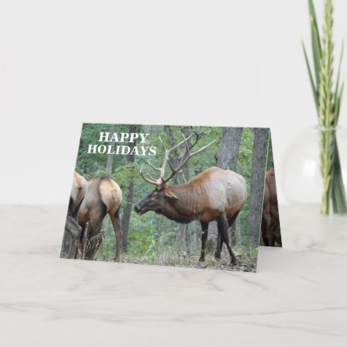 Funny Happy Holidays Bull Elk In Rut Holiday Card