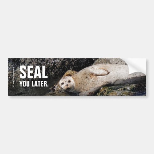 Funny Harbor Seal You Later Bumper Sticker