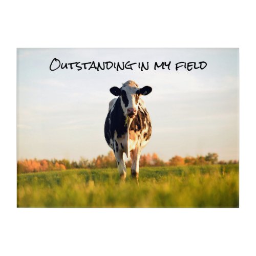 Funny Heifer Outstanding in My Field Acrylic Print