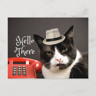 Funny Hello There Angry Black & White Cat Postcard