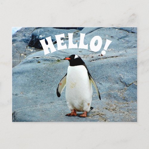 Funny Hello with Penguin Photo Postcard