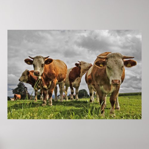 Funny Herd of Cows in Pasture Poster