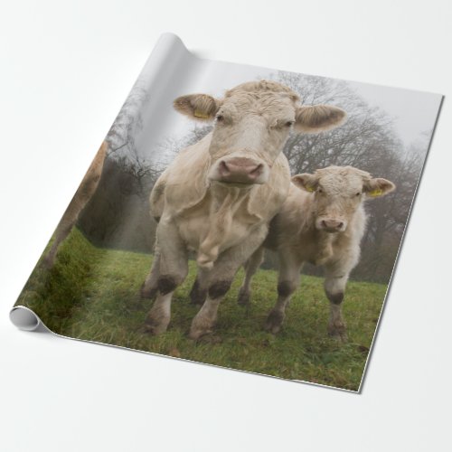 Funny Herd of Cows in Pasture Wrapping Paper