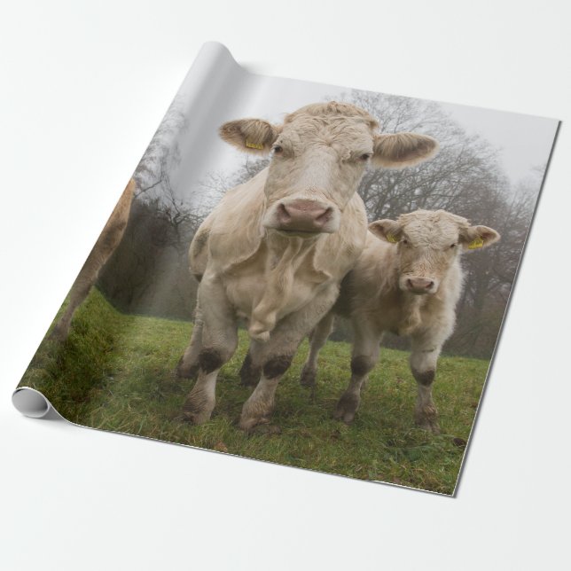 Funny Herd of Cows in Pasture Wrapping Paper (Unrolled)