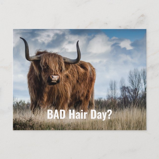 Funny Highland Cow Photo Bad Hair Day? Typography Postcard (Front)