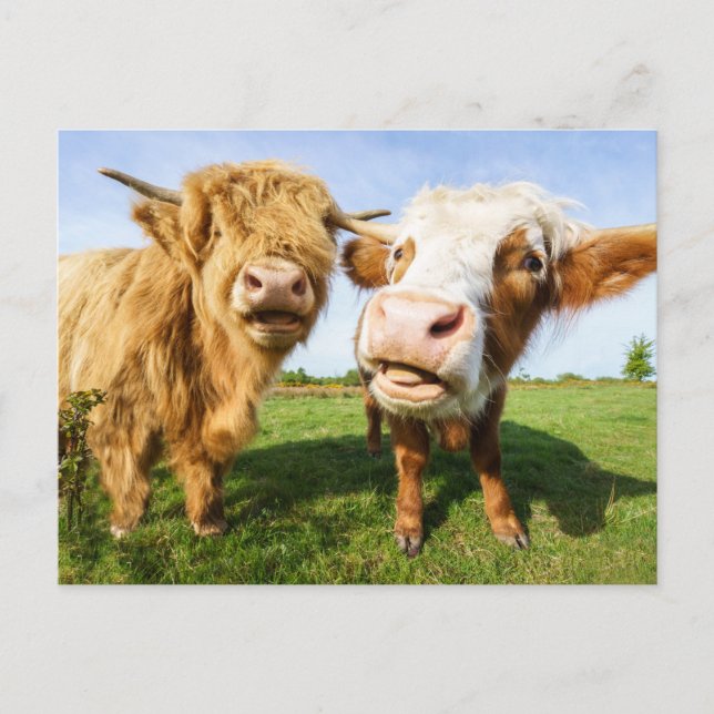 Funny Highland Cows Holiday Postcard (Front)