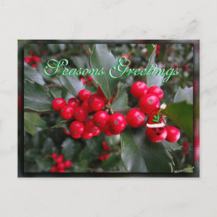 Funny Holly Postcard-customize Holiday Postcard