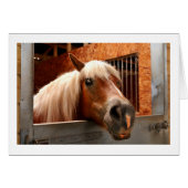 Funny horse (Front Horizontal)