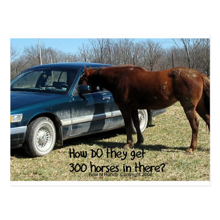 Funny Horse "300 Horse" Post Card