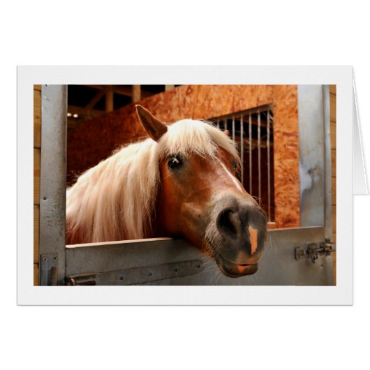 Funny horse cards (Front Horizontal)