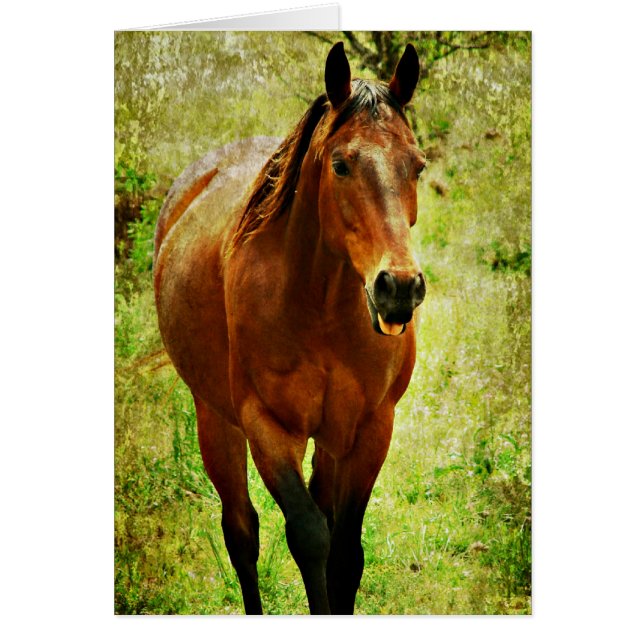 Funny Horse Cards (Front)
