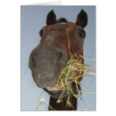 funny horse eating card (Front)