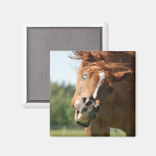 Funny Horse Face with Curled Lips, Crazy Eye Magnet