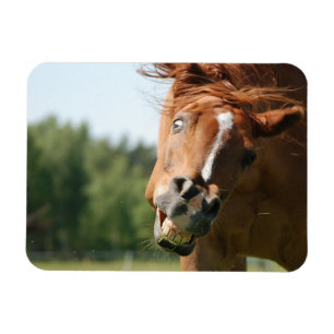 Funny Horse Face with Curled Lips, Crazy Eye Magnet