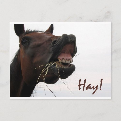 Funny Horse Hay Postcard