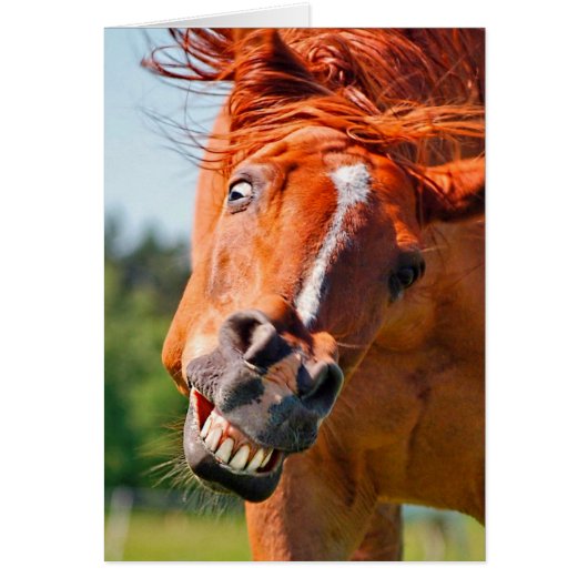 Funny Horse Laughing Photograph Cards (Front)