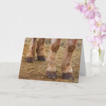 Funny Horse Legs Get Well Card by Therupieshop at Zazzle
