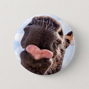 Funny Horse Lick Photograph Pinback Button by ICandiPhoto at Zazzle