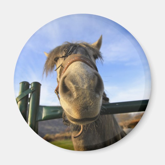 Funny Horse Magnet (Front)