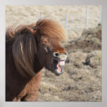 Funny Horse Making a Silly Face Poster