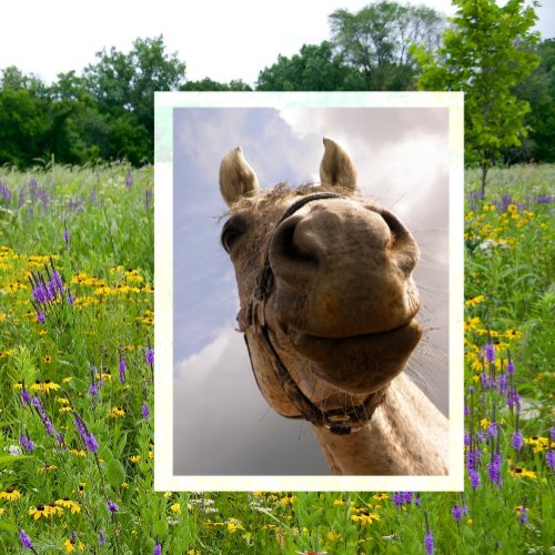 Funny Horse Nose Closeup Horse Hello Postcard