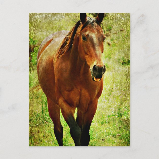 Funny Horse Postcard (Front)