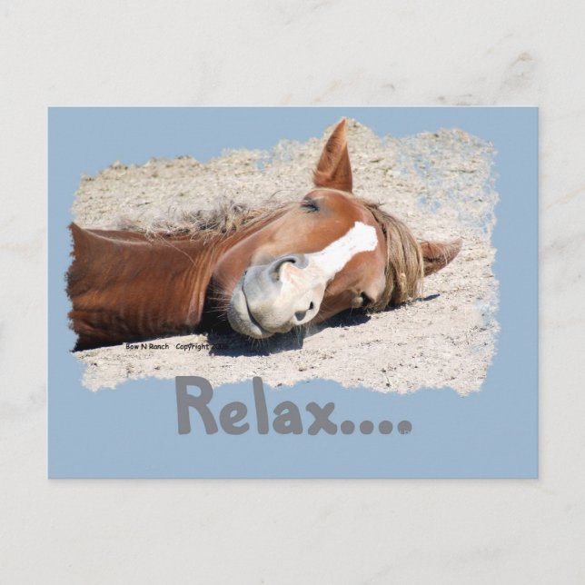 Funny Horse: Relax Postcard (Front)