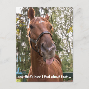 Funny Horse Sticking Out Tongue Postcard