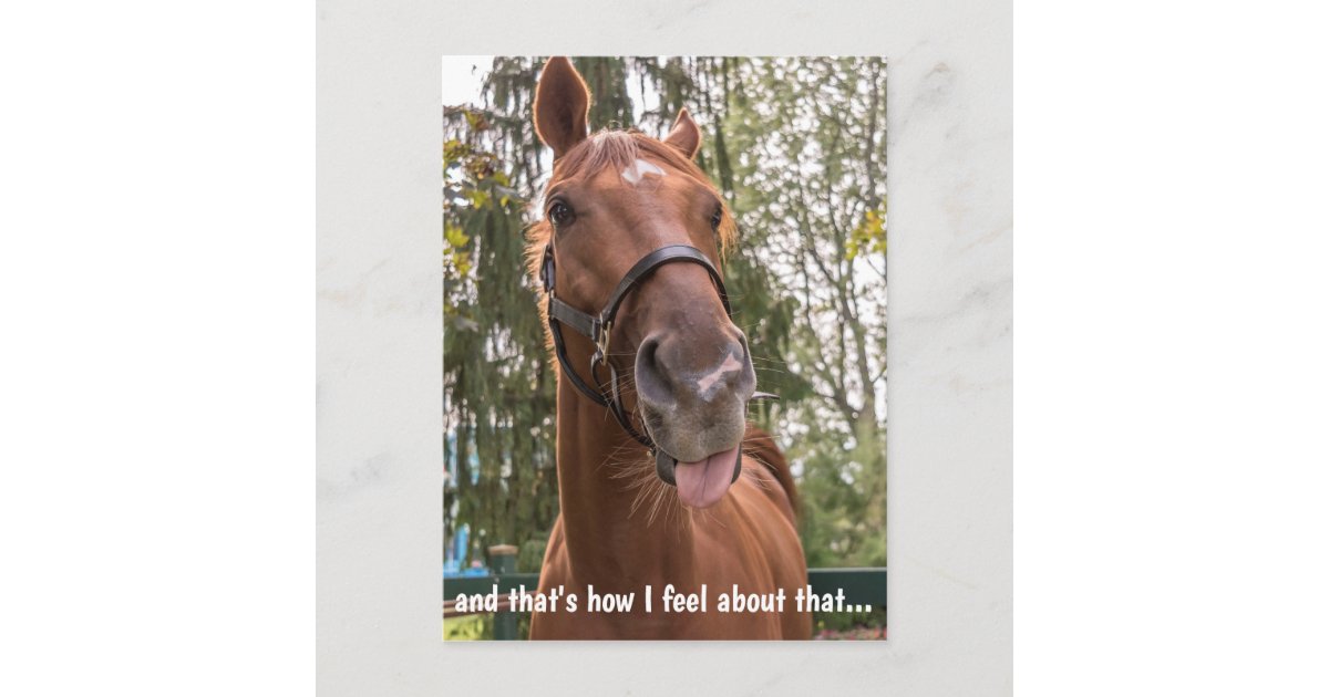 Funny Horse Sticking Out Tongue Postcard Zazzle