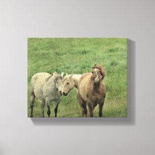 Funny Horses Canvas Print