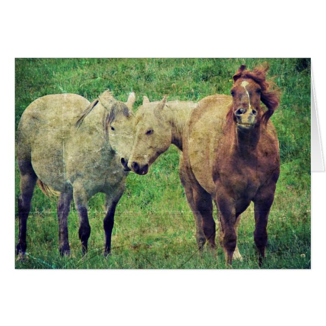 Funny Horses Cards (Front Horizontal)