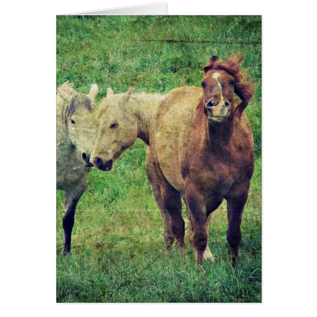 Funny Horses Cards (Front)