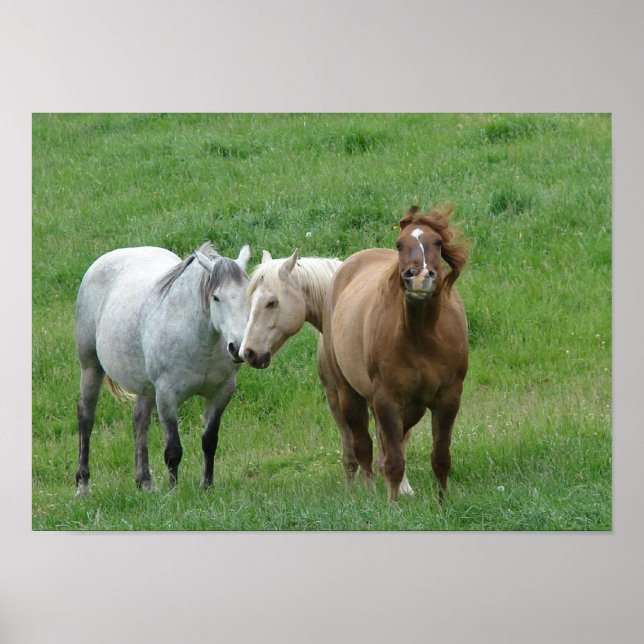 Funny Horses Poster (Front)