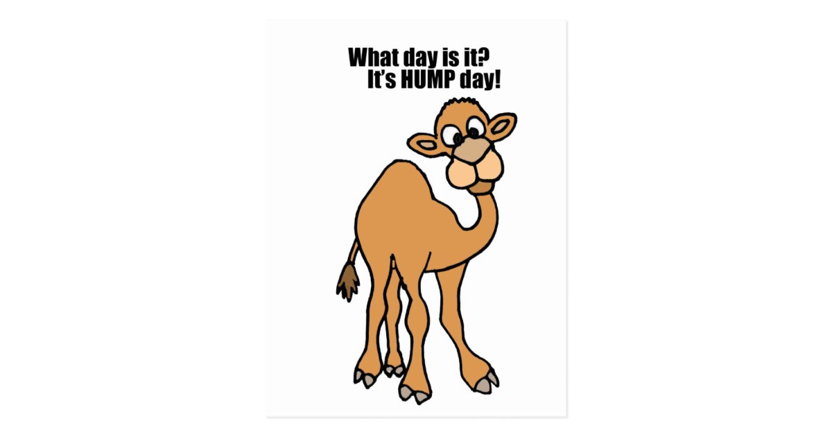 Funny Hump Day Camel Art Postcard