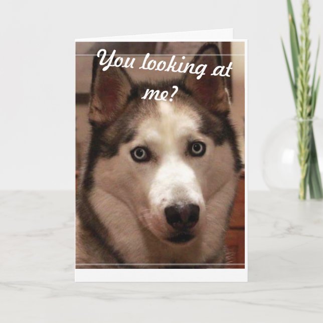 Funny Husky Birthday Card (Front)
