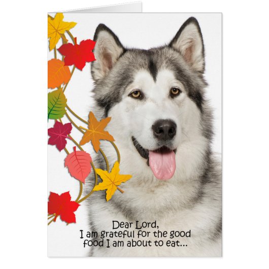 Funny Husky Thanksgiving Card (Front)