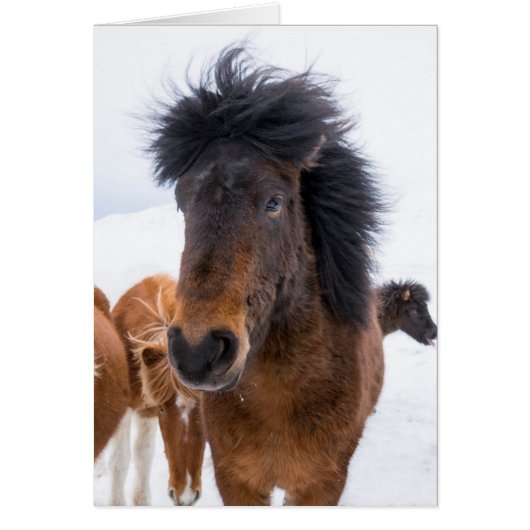 Funny Icelandic Horse Portrait Cards (Front)