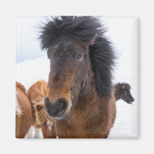 Funny Icelandic Horse Portrait Magnet