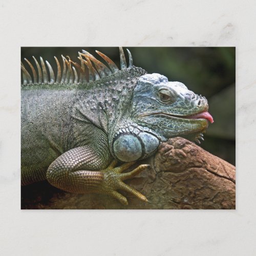 Funny Iguana Postcard