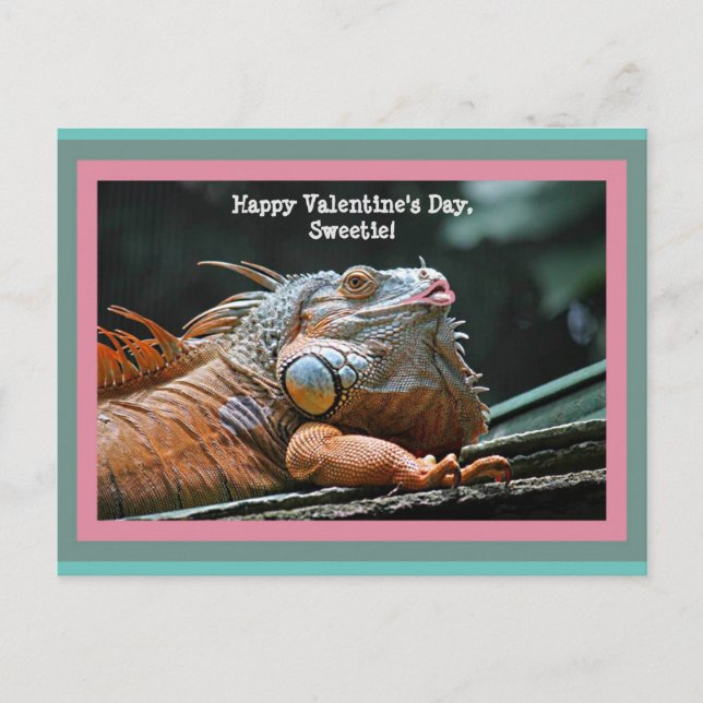 Funny Iguana Valentine Postcard (Front)