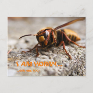 Funny insect hornet slogan postcard