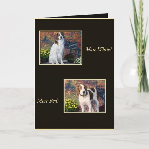 Funny Irish Red and White Setter Birthday Card