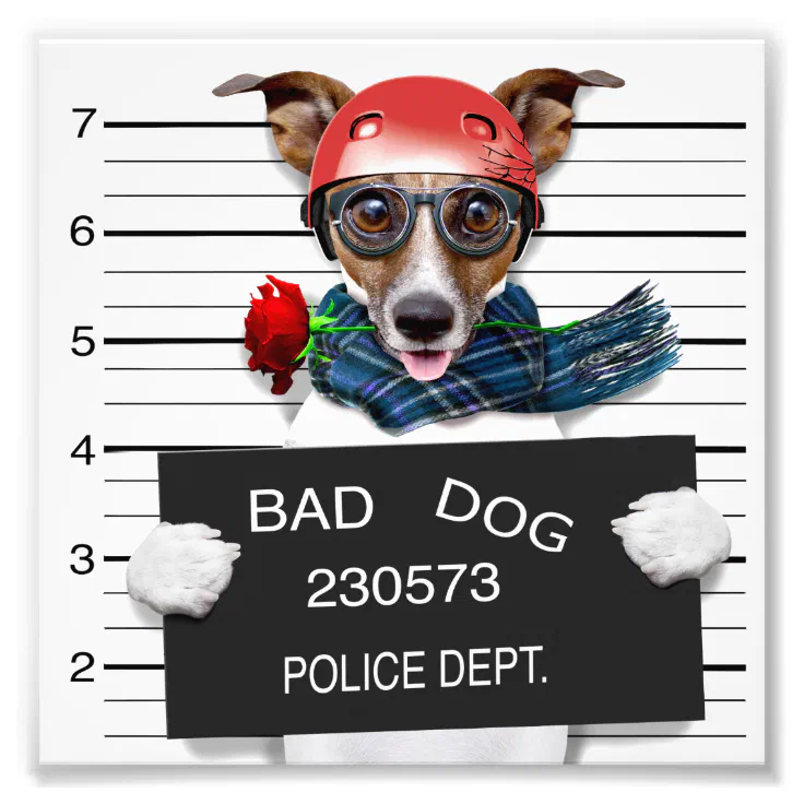 Funny jack russell ,Mugshot dog Photo Print | Zazzle