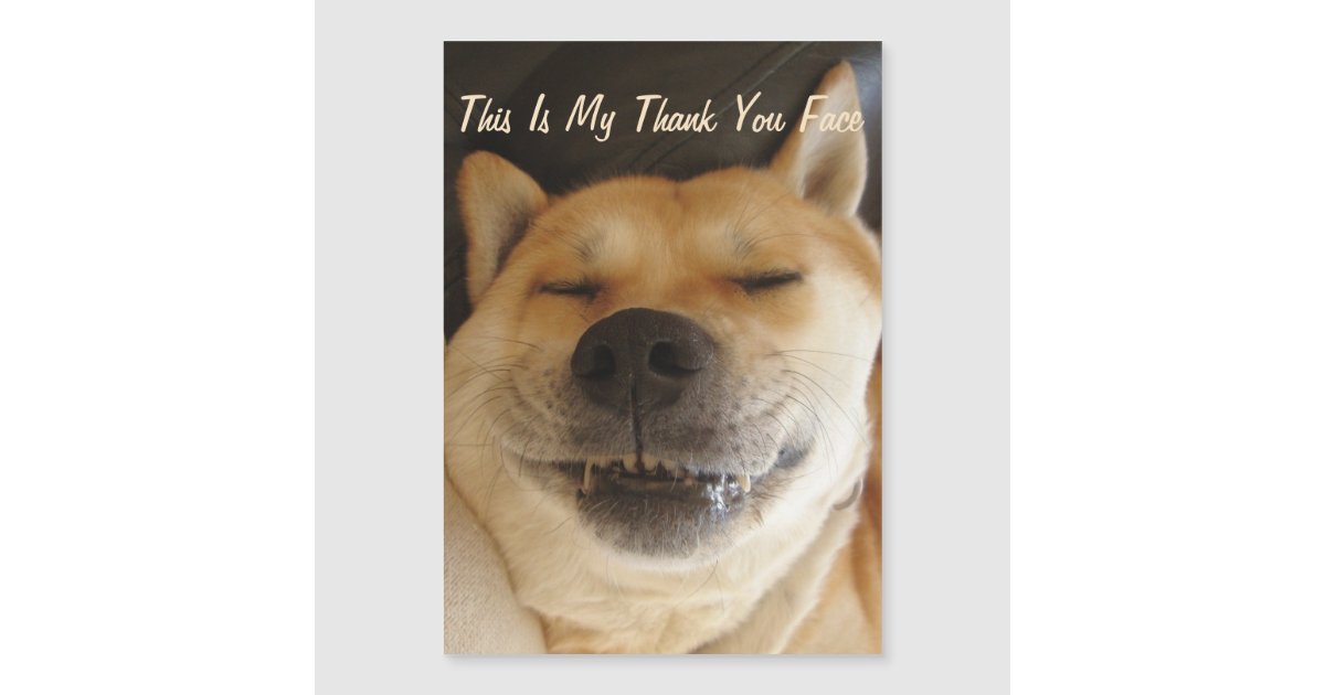 thank you funny animal pictures