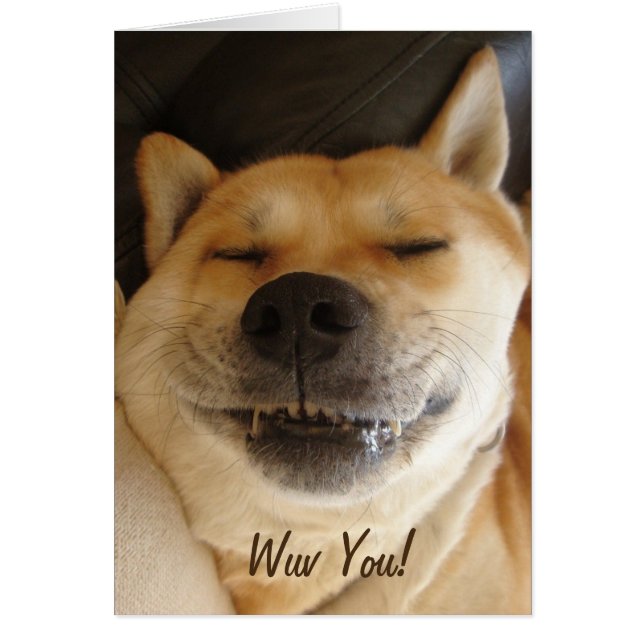 funny japanese akita with goofy smile cute dog (Front)