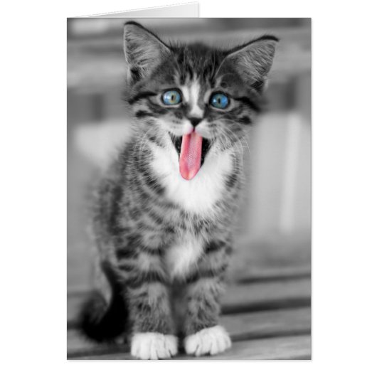 Funny Kitten Cards (Front)