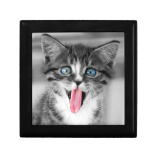 Funny Kitten Jewelry Box