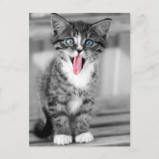 Funny Kitten Postcard (Front)