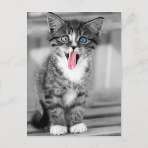 Funny Kitten Postcard