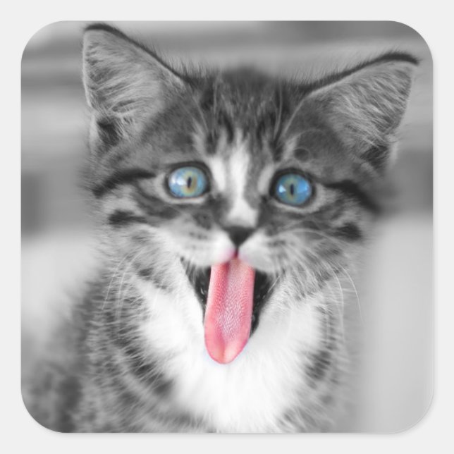 Funny Kitten Square Sticker (Front)